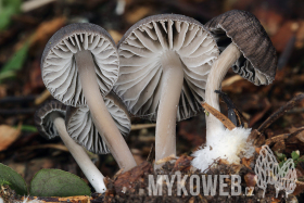 Mycena flos-nivium