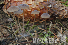 Mycena silvae-nigrae