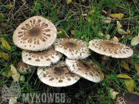 Macrolepiota konradii