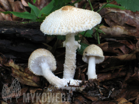 Lepiota clypeolaria