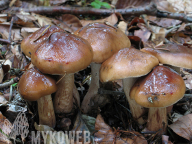 Tricholoma ustale