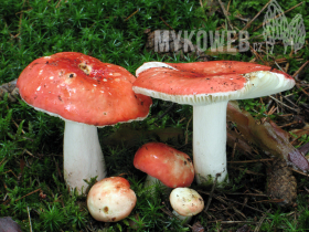 Russula rosea