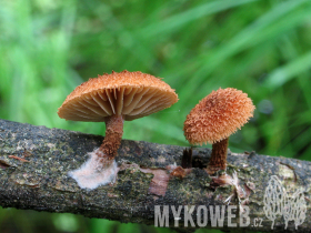 Phaeomarasmius erinaceus