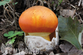 Amanita caesarea