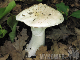 Amanita echinocephala