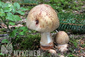 Amanita rubescens