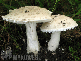 Amanita strobiliformis