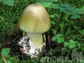 Amanita phalloides