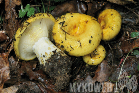 Lactarius scrobiculatus