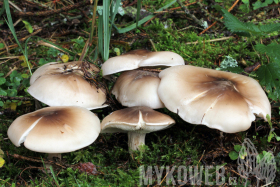 Clitocybe nebularis