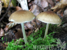 Pluteus plautus