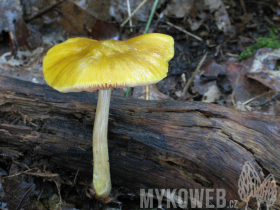 Pluteus leoninus