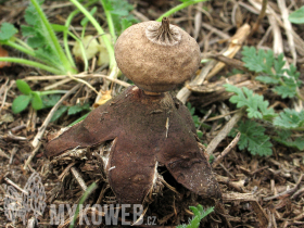 Geastrum schmidelii