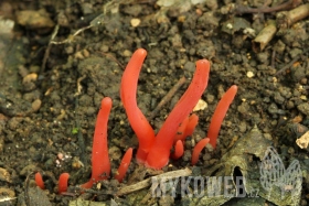 Clavaria rosea