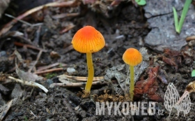 Mycena acicula