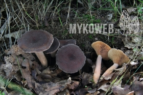 Lactarius subumbonatus