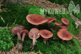 Lactarius camphoratus