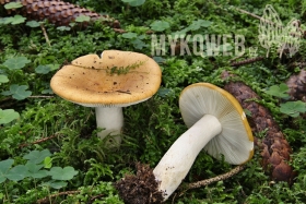 Russula ochroleuca