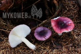 Russula fragilis