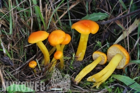 Hygrocybe ceracea