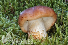 Tricholoma pessundatum