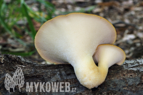 Polyporus squamosus