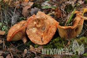 Lactarius deliciosus