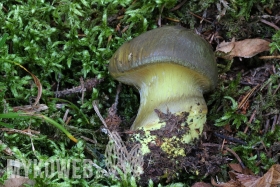 Cortinarius atrovirens