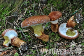 Suillus cavipes