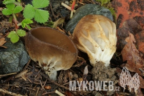 Helvella acetabulum