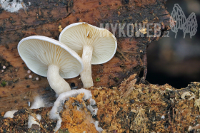 Clitocybe truncicola