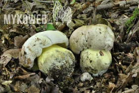 Boletus radicans