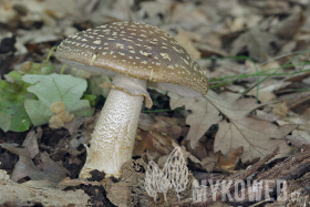 Amanita franchetii