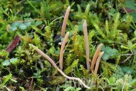 Clavaria incarnata