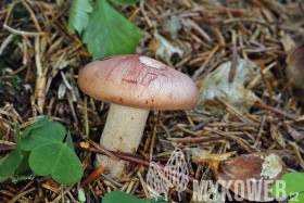 Hygrophorus persicolor
