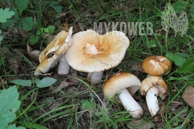 Russula foetens