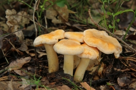 Cantharellus subpruinosus