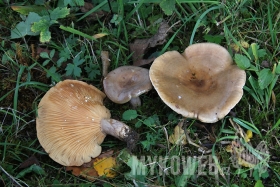 Lactarius pyrogalus