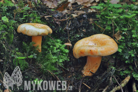 Lactarius salmonicolor