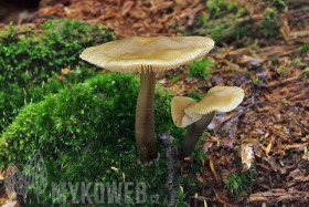 Mycena galericulata