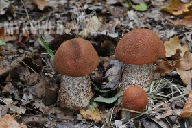 Leccinum aurantiacum