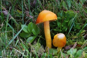 Hygrocybe aurantiosplendens