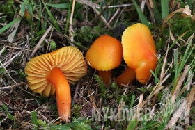 Hygrocybe quieta