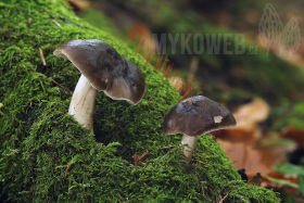 Pluteus pouzarianus