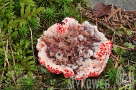 Hydnellum peckii