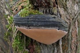 Phellinus igniarius