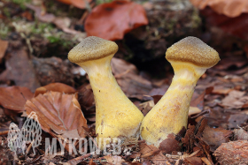 Armillaria cepistipes