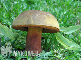 Boletus luridus