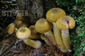 Armillaria gallica