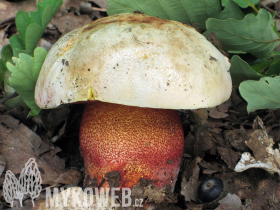 Boletus rhodoxanthus